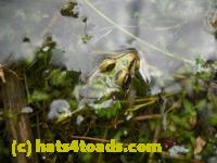 /home//u458753944/public_html/sourcegallery///Frogs/Mixed frogs/DSCN3375.JPG